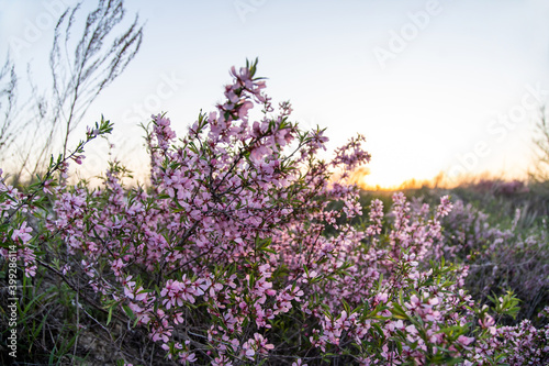steppe almond blossom in spring