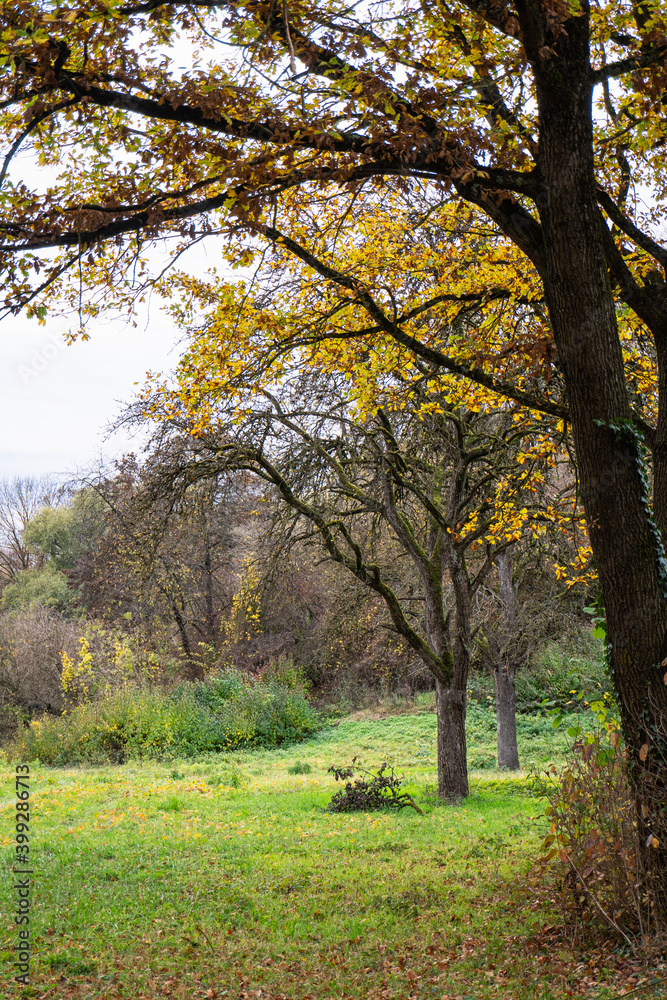 Herbstliche Bäume