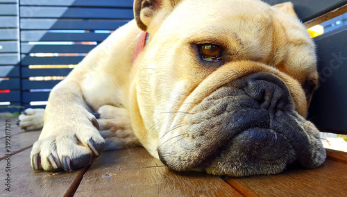 Hund der Rasse Bulldogge liegt auf dem Boden und sieht gelangweilt und lustlos aus 