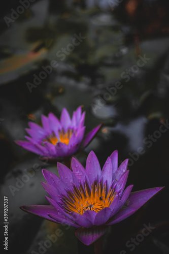 pink water Lily (Lotus)