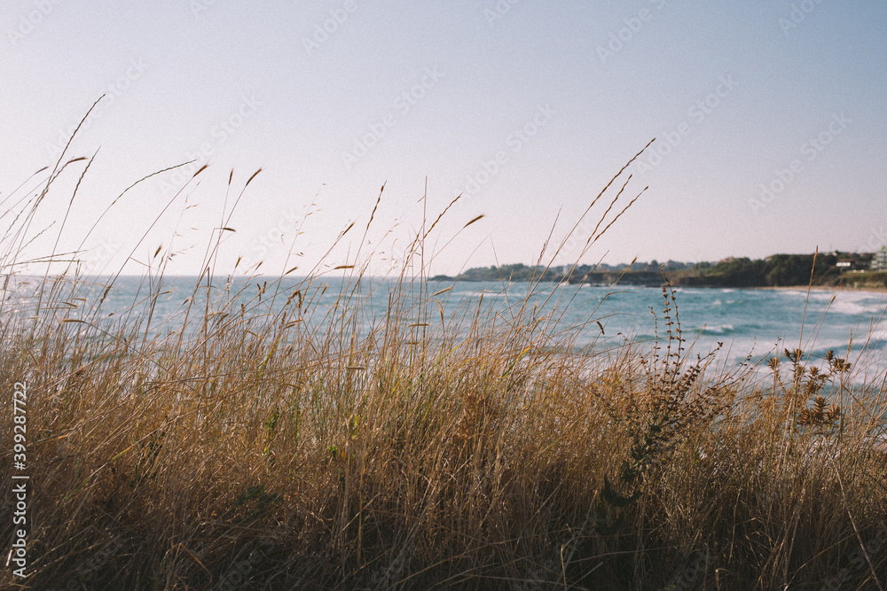 reeds in the sea reeds in the sea