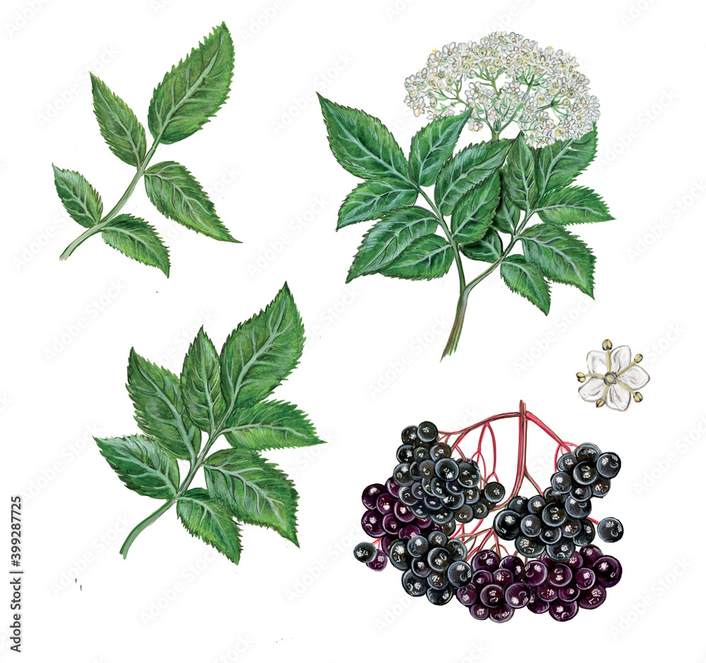 realistic illustration of elderberry (sambucus nigra) plant with a branch  with flowers and leaves, berries. Botanic watercolor hand drawn on white.  Stock Illustration | Adobe Stock