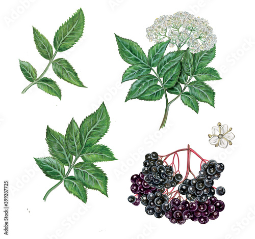 realistic illustration of elderberry (sambucus nigra) plant with a branch with flowers and leaves, berries. Botanic watercolor hand drawn on white.  photo
