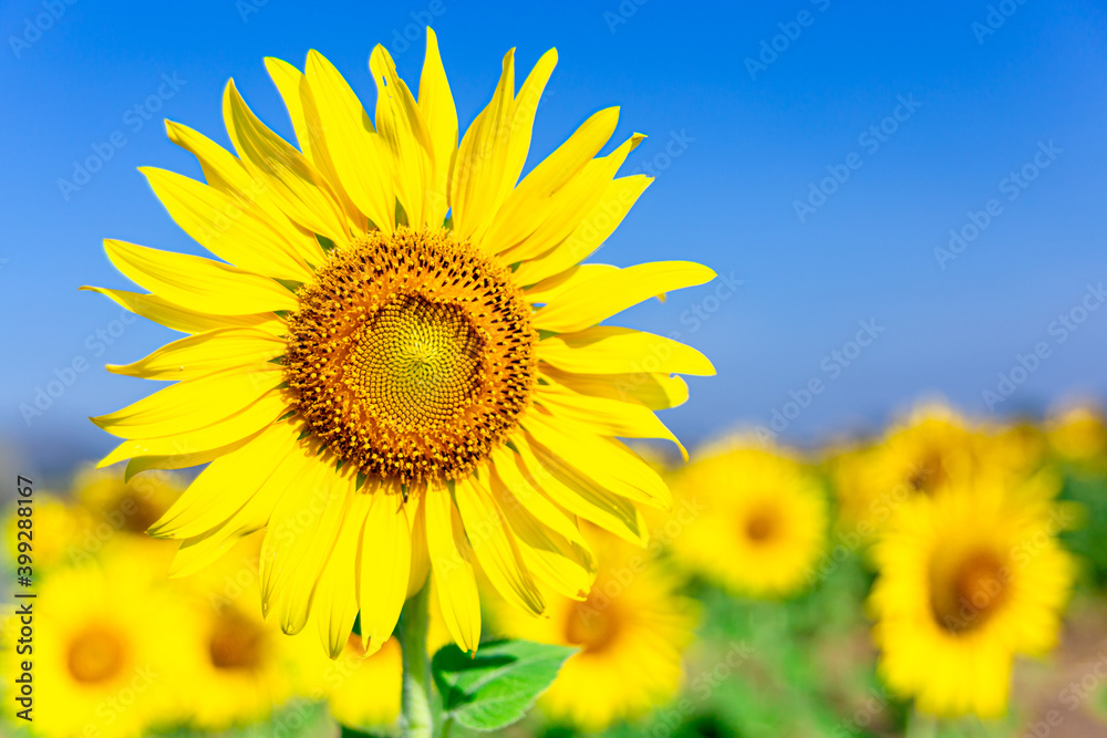 Sunflower blooming Close-up with blue sky background ,nature concept