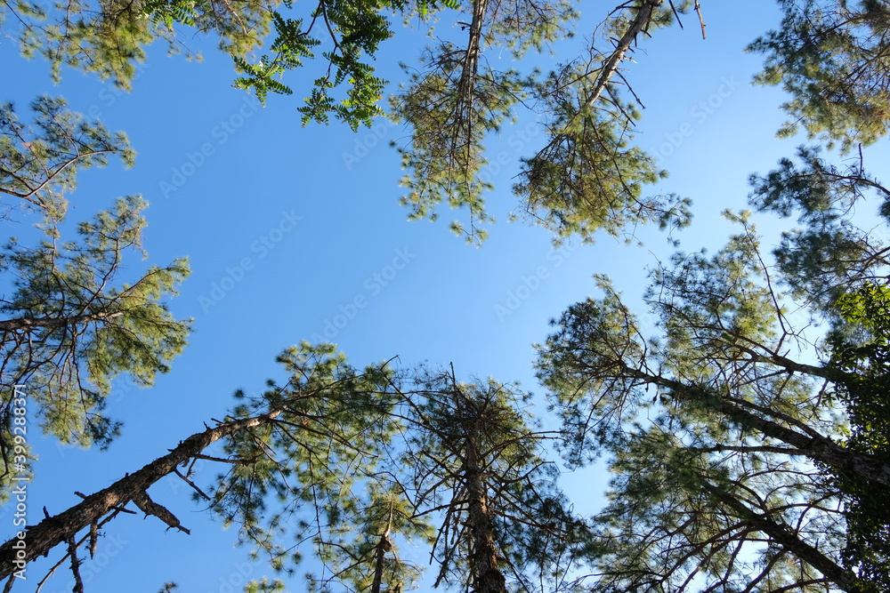 trees and sky trees and sky