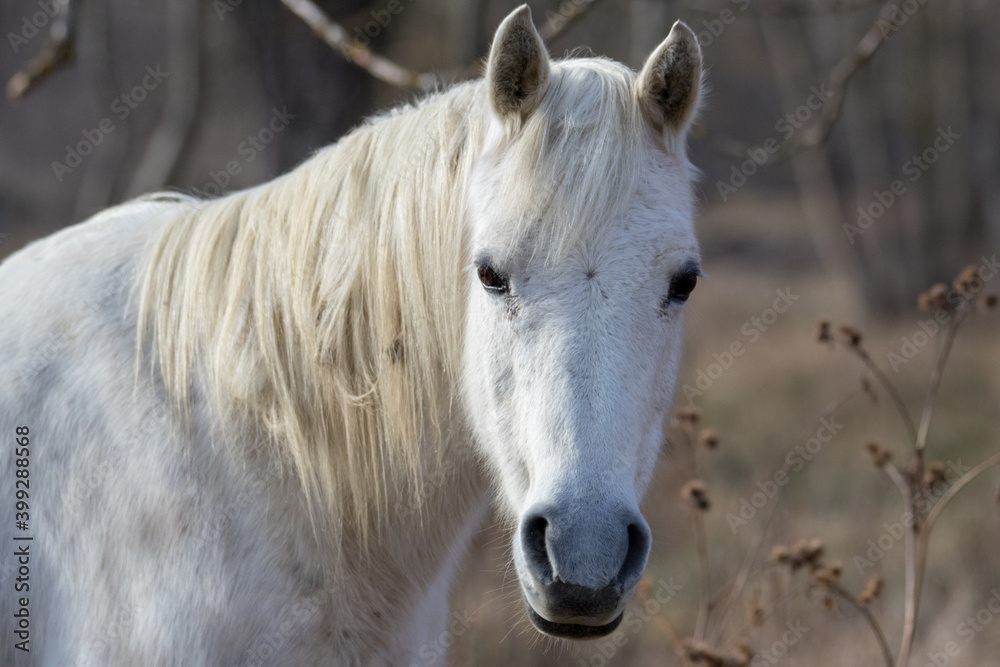 Fototapeta premium Horse in the winter