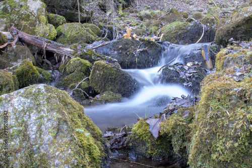 Stream in the forest