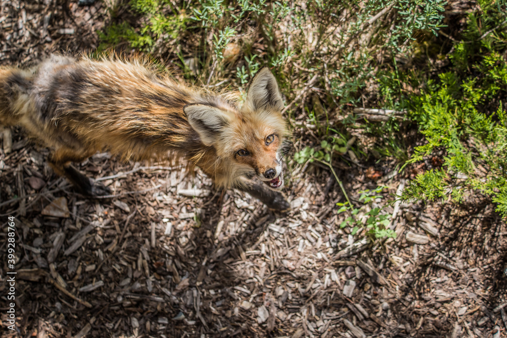 spring mother red fox from above spring mother red fox from above