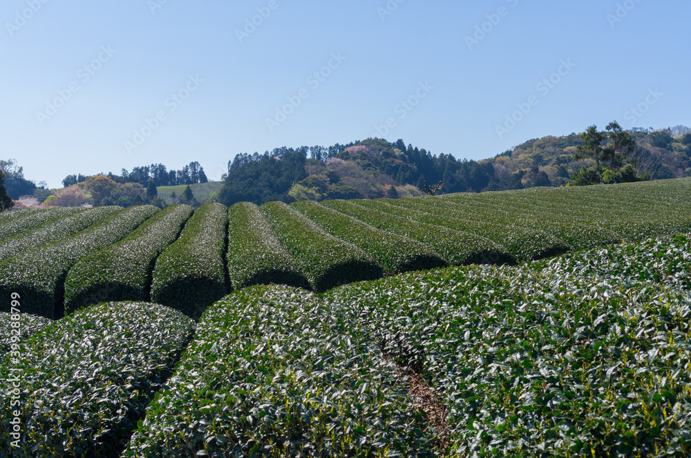 Fototapeta premium 日本の静岡の茶畑