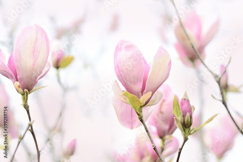 Delicate light floral background of pink magnolia flowers. natural floral background. Light exposure as an idea. Selective soft focus.
