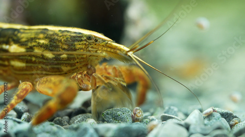 Macro shot of Freshwater Bamboo Shrimp. Atyopsis moluccensis. photo