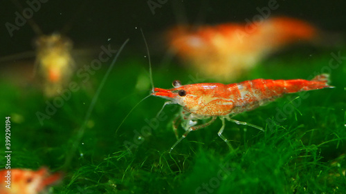 Shrimp in freshwater aquarium. Neocaridina davidi or Rili shrimp. photo