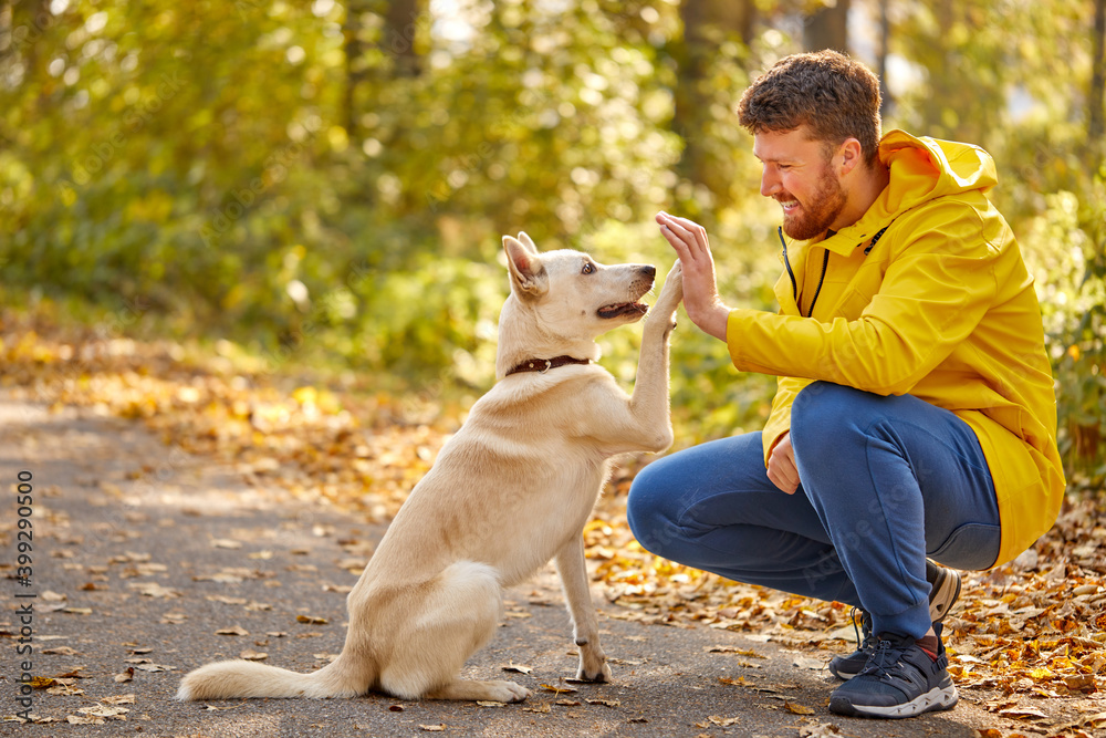 man give high five to lovely pet dog in the forest, friendship between  peopel and animals, during walk. active man love his pet. side view Stock  Photo | Adobe Stock