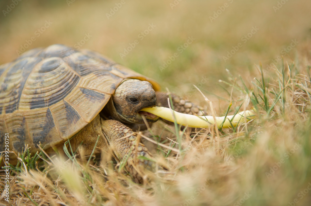 Fototapeta premium the turtle eats the pod