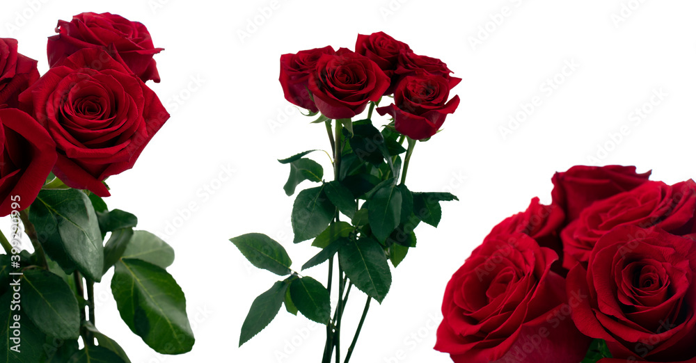 Bouquet of five red red roses in daylight with a different plan and view on a white background Bouquet of five red red roses in daylight with a different plan and view on a white background