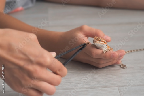 Baby of bearded agama dragon is eating insect cockroach at home. Woman's hand is feeding agama from tweezers on floor. The content of the lizard at home.