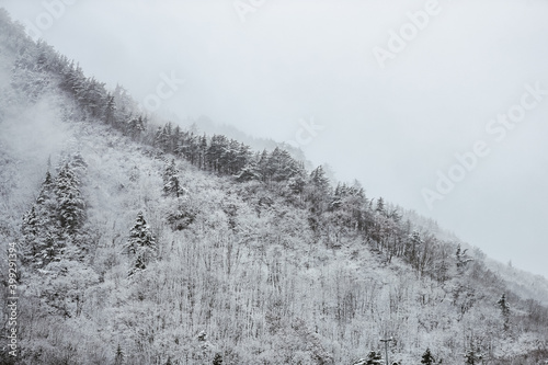 Snow covered tree in winter photo