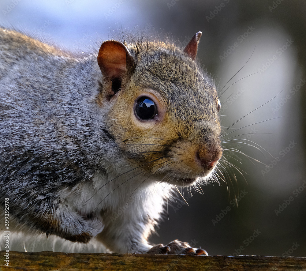 Fototapeta premium Grey squirrel feeding on peanuts from box in urban house garden.
