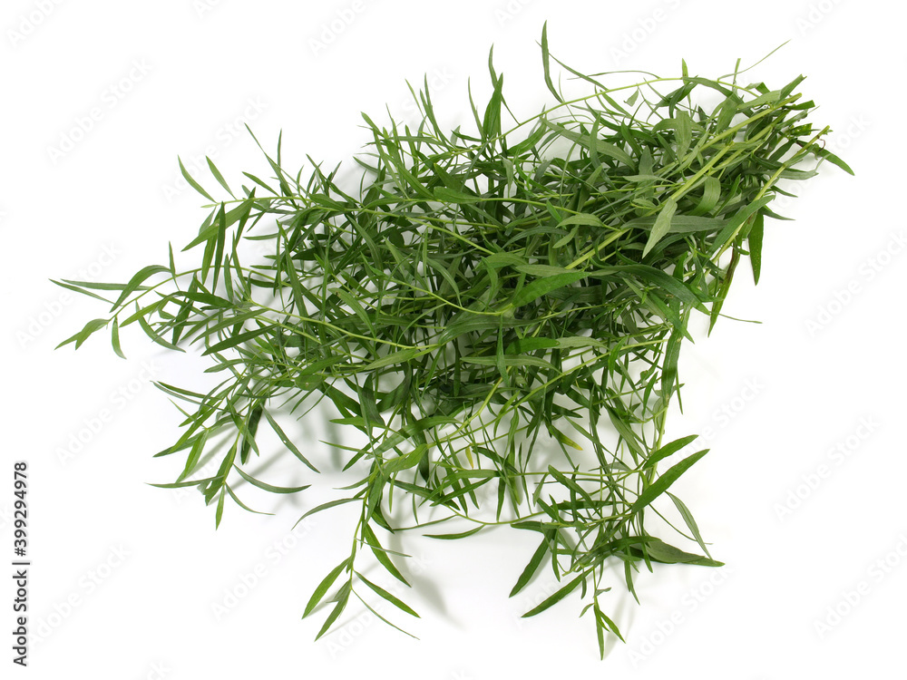 Fresh Tarragon Bundle isolated on white Background