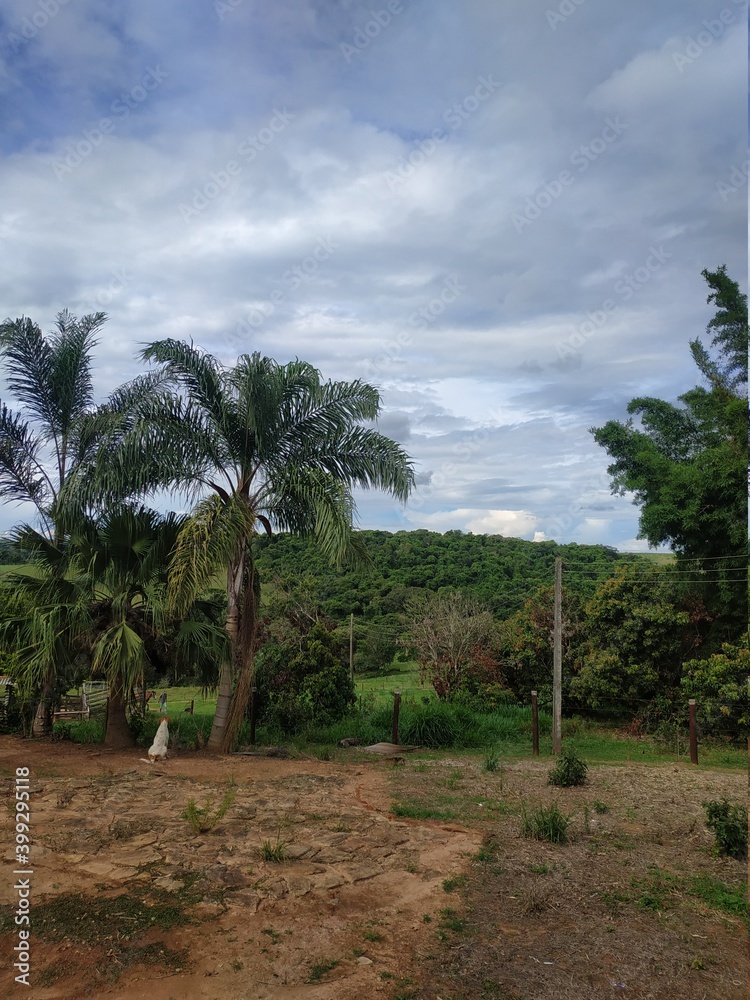 Paisagem com coqueiro