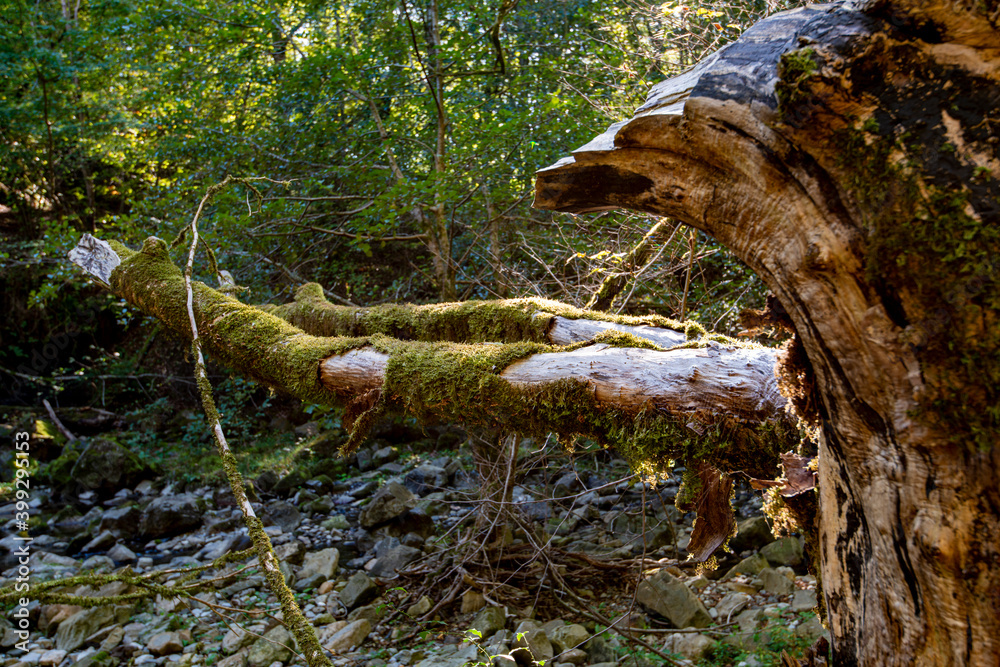Obraz premium Autumn forest trees. nature green wood