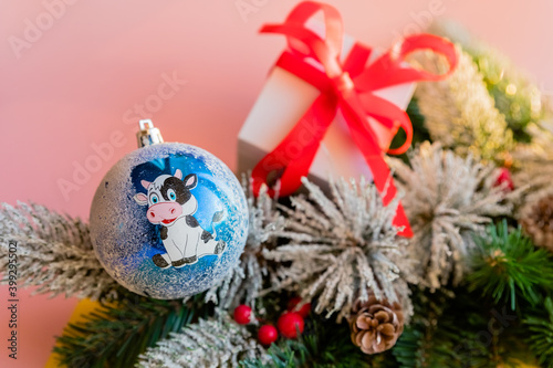 Christmas decoration on fir branch,painted ball with the symbol of the Year of the Ox hanging on the Christmas tree. Home decoration.Holiday decor idea. winter holidays.