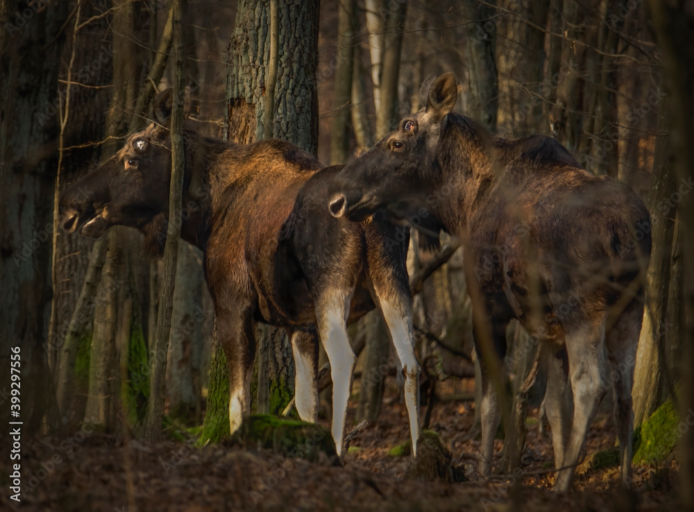 Fototapeta premium Two wild moose in the autumn forest 