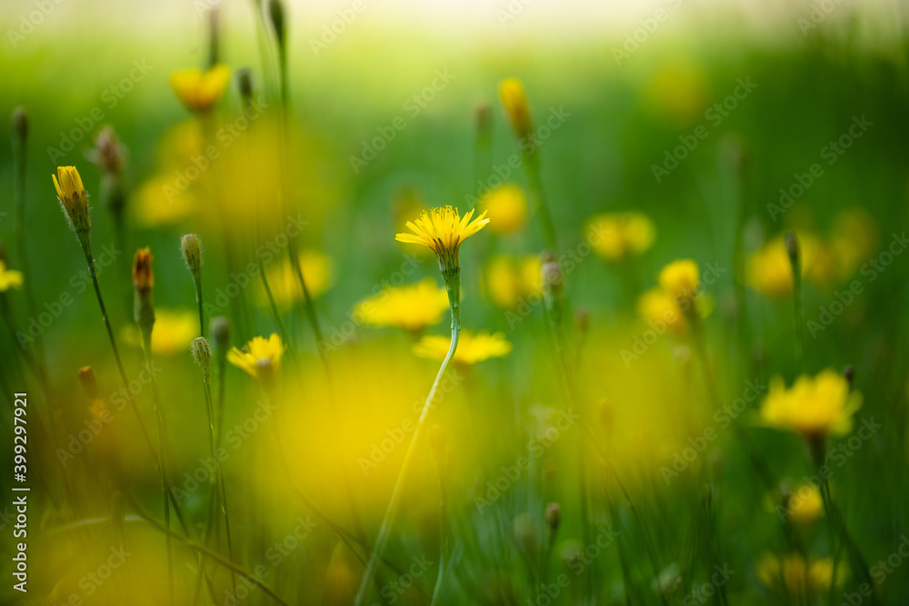 Flowers Of Roofing Skerda (Crepis Tectorum) On Meadow In Summer.