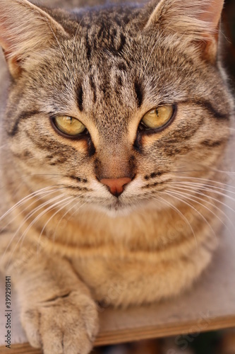 portrait of a cat