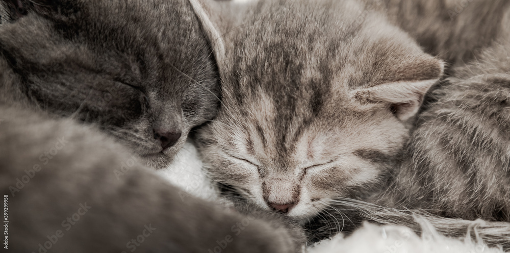 Couple fluffy kitten sleep on blanket. Little baby gray and tabby adorable cat in love are hugging. Cosiness Sleeping kittens muzzles. Animal pet portrait Close up. Long web banner