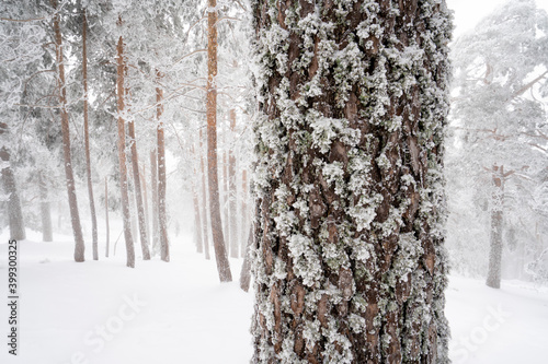 Frozen forest, Sierra de Guadarrama, Madrid, Spain.