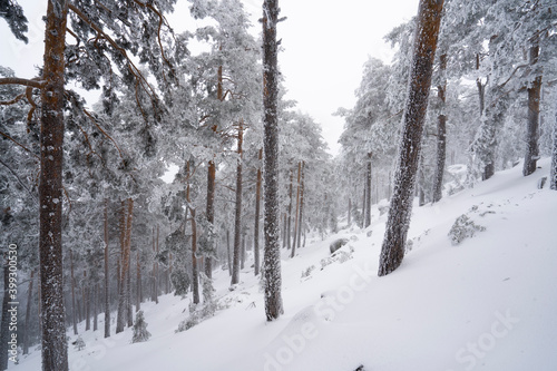 Frozen forest, Sierra de Guadarrama, Madrid, Spain.