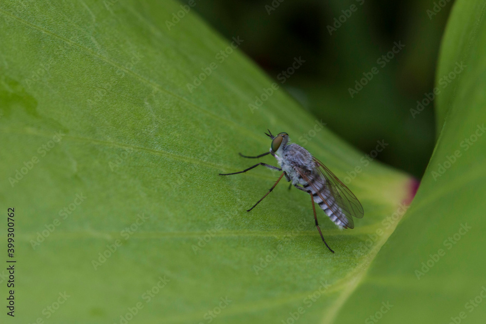 macro of a fly macro of a fly
