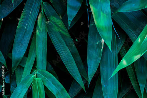 Tropical leaves green bamboo background, green leaves with dark green filter.green leaves background. 
