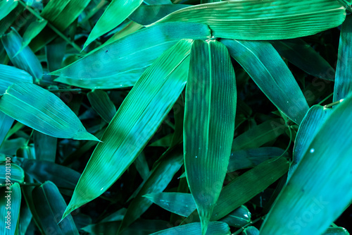 Tropical leaves green bamboo background, green leaves with dark green filter.green leaves background. 