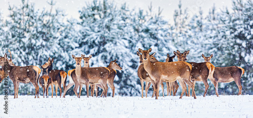 Winter wildlife landscape with young noble deers group against winter forest. Banner wide format image