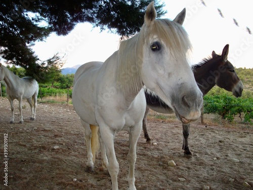 white horse in the field