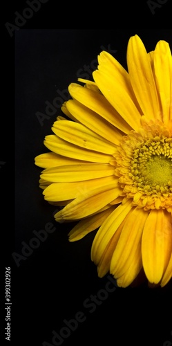 yellow gerber daisy