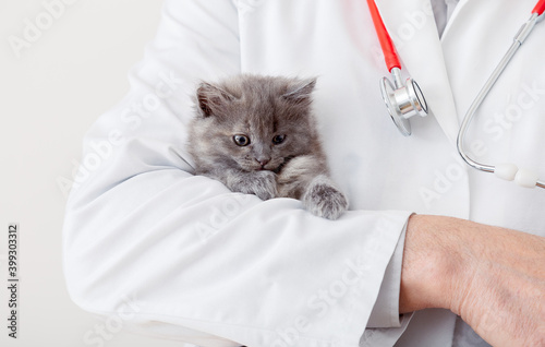 Scared fluffy gray kitten in doctor veterinarian hands in white uniform with stethoscope. Kitten cat portrait. White background.