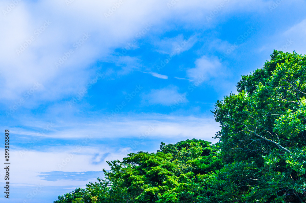 青空と緑の夏のイメージ