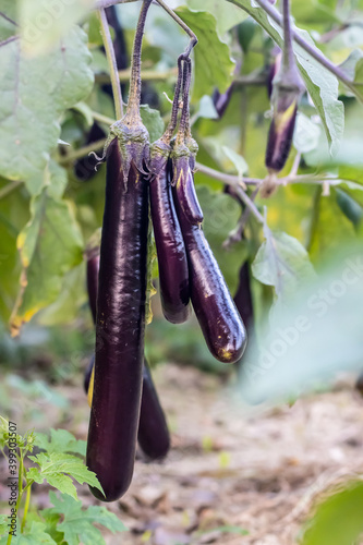 Black long eggplant growing in the agriculture farm. Organic fresh eggplant aubergine. Purple aubergine growing in the soil