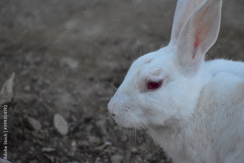 beautiful rabbit, Close-up of a white Rabbit beautiful rabbit, Close-up of a white Rabbit