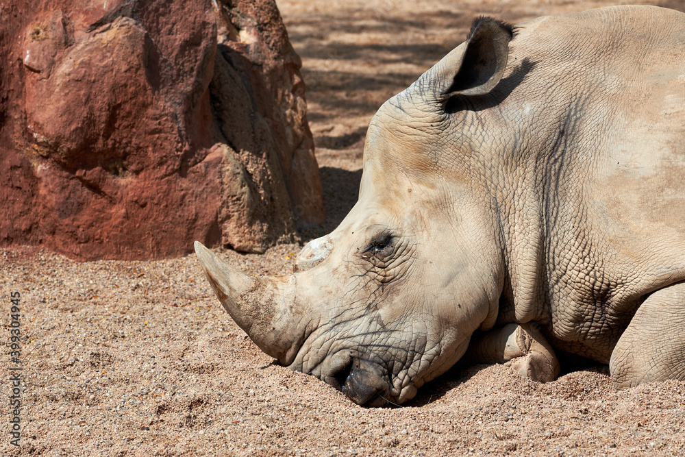 Beautiful side portrait of the head and horn of a southern white rhinoceros asleep on the ground in a zoo in Valencia, Spain Beautiful side portrait of the head and horn of a southern white rhinoceros asleep on the ground in a zoo in Valencia, Spain