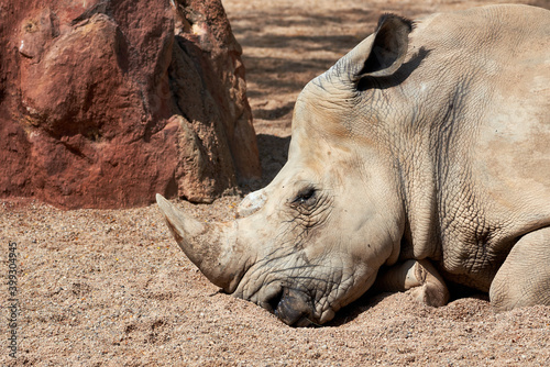 Beautiful side portrait of the head and horn of a southern white rhinoceros asleep on the ground in a zoo in Valencia, Spain