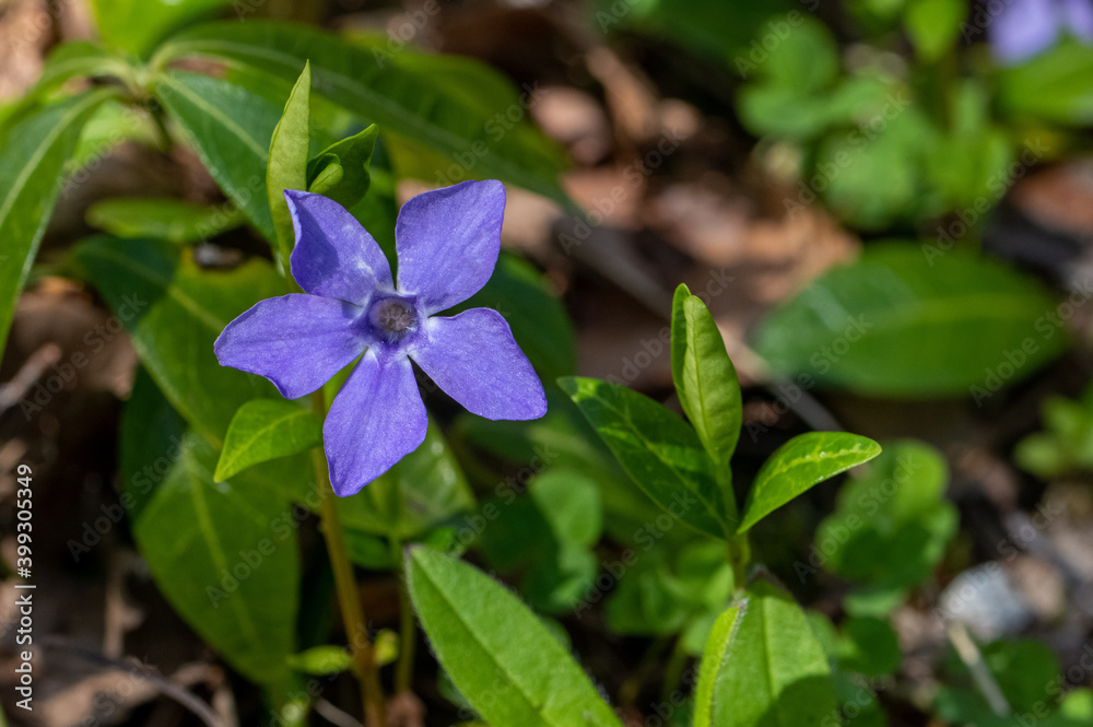 View of periwinkle (Latin name -Vinca minor) plant with blue flowers under natural growing conditions. Decorative shade-loving cover plant. View of periwinkle (Latin name -Vinca minor) plant with blue flowers under natural growing conditions. Decorative shade-loving cover plant.