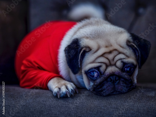 Close-up face of Cute pug puppy dog sleeping rest open eye and chin lay down on floor