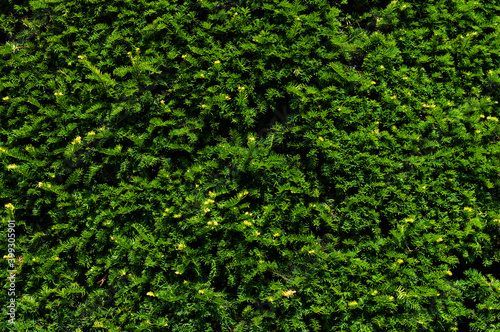 Green coniferous background