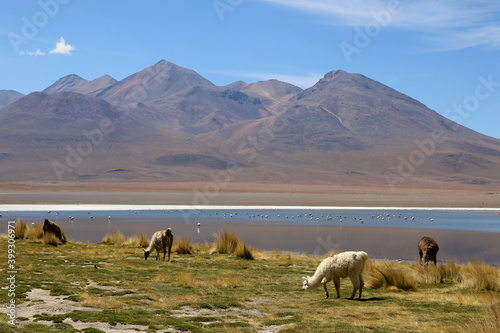 Bolivie Décembre 2019