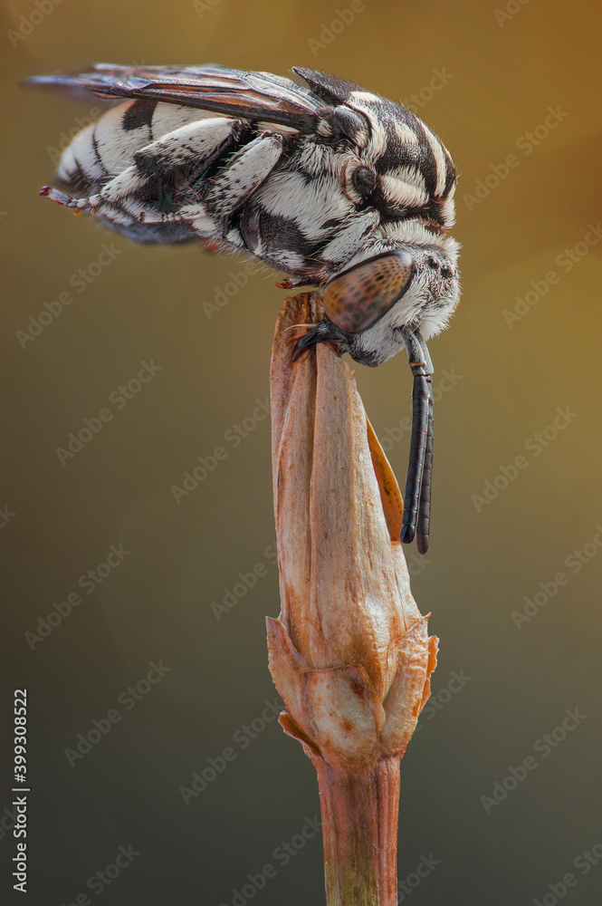 Thyreus ramosus (Apidae) is a cuckoo bee, that's a cleptoparasite of other species of bees, mostly in the genus Amegilla. While resting they cling on plants with their jaws. Thyreus ramosus (Apidae) is a cuckoo bee, that's a cleptoparasite of other species of bees, mostly in the genus Amegilla. While resting they cling on plants with their jaws.