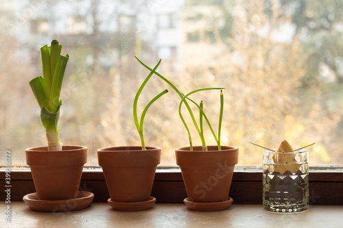Regrowing plants - avocado, leek, spring onions - on the windowsill